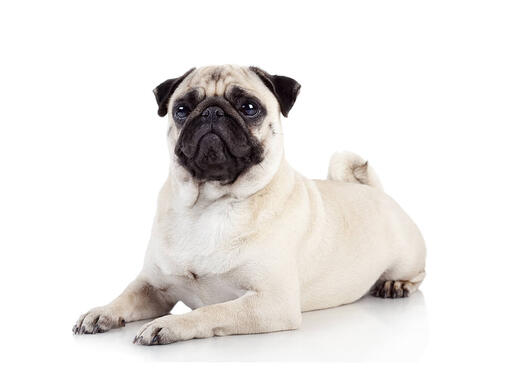 Pug Dog Breed Profile Information Purina